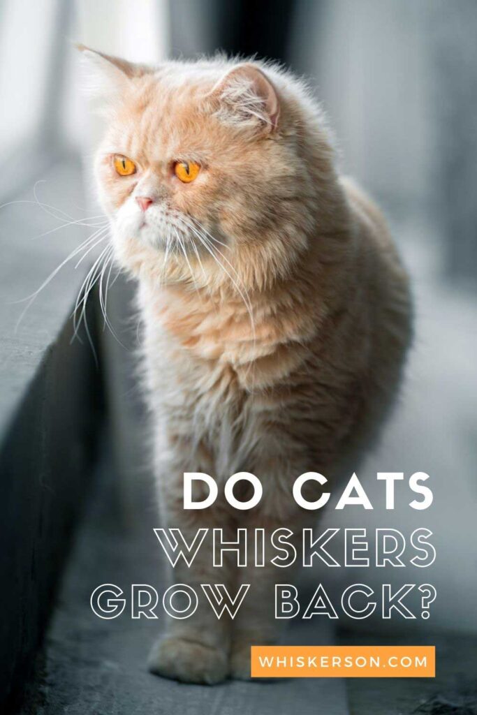 Do Cats Whiskers Grow Back Pin