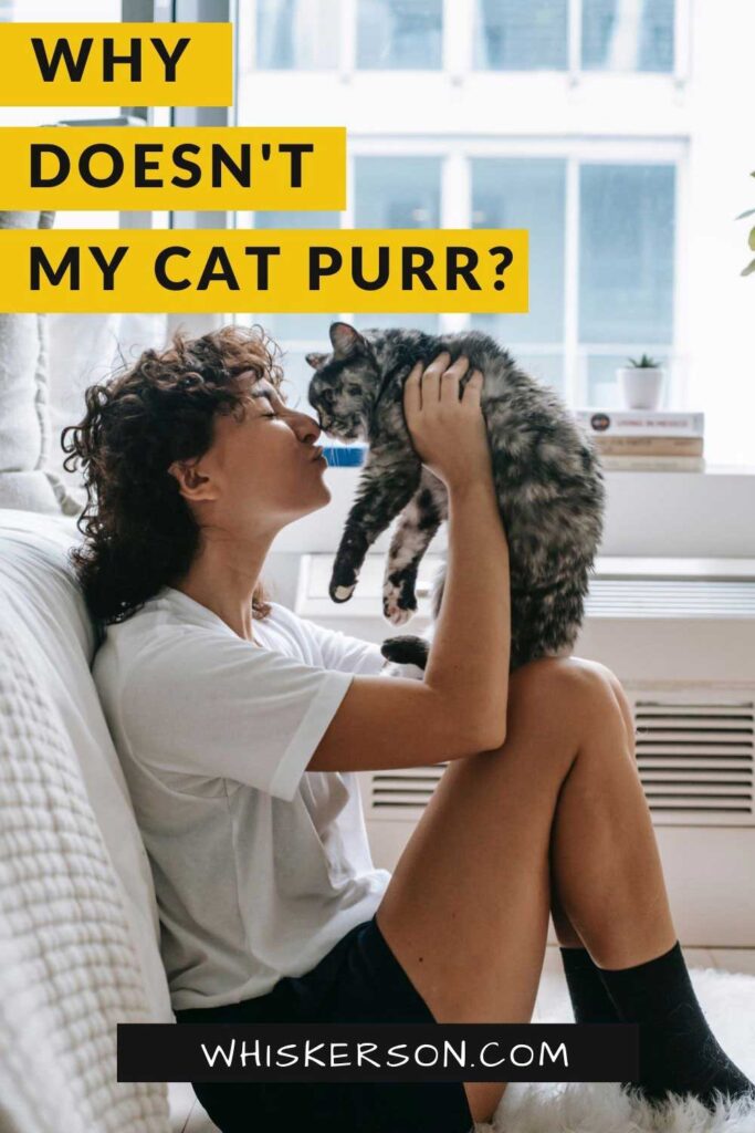 Why Doesnt My Cat Purr Pin