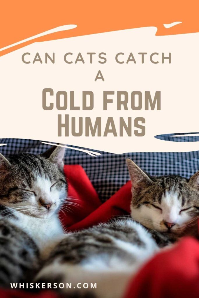 Can Cats Catch a Cold From Humans Pin