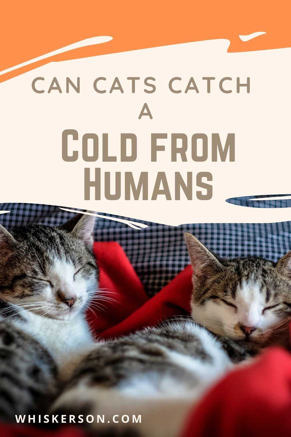 Can Cats Catch A Cold From Humans? - Cat Blog For Cat Parents