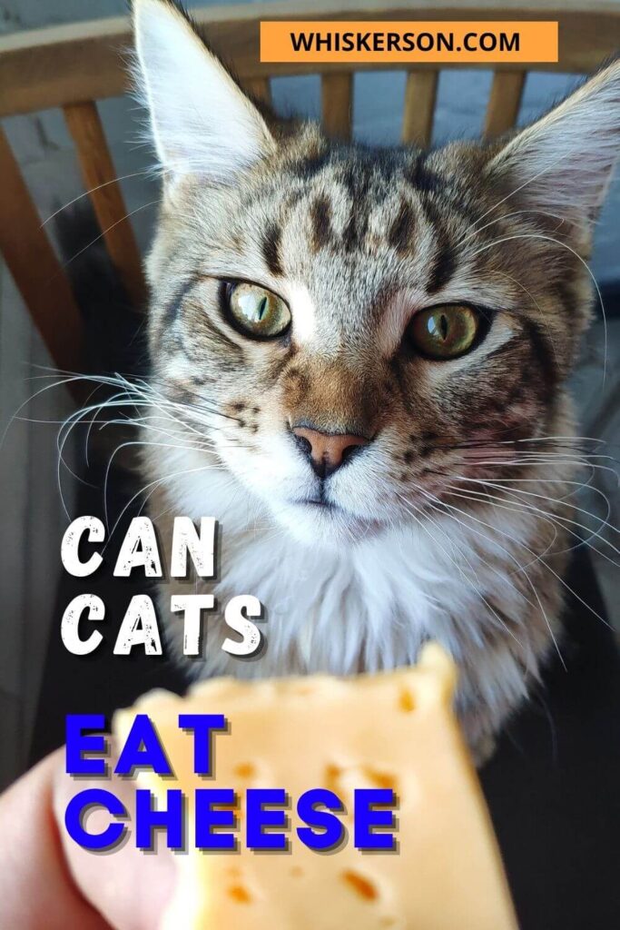 Can Cats Eat Cheese Pin