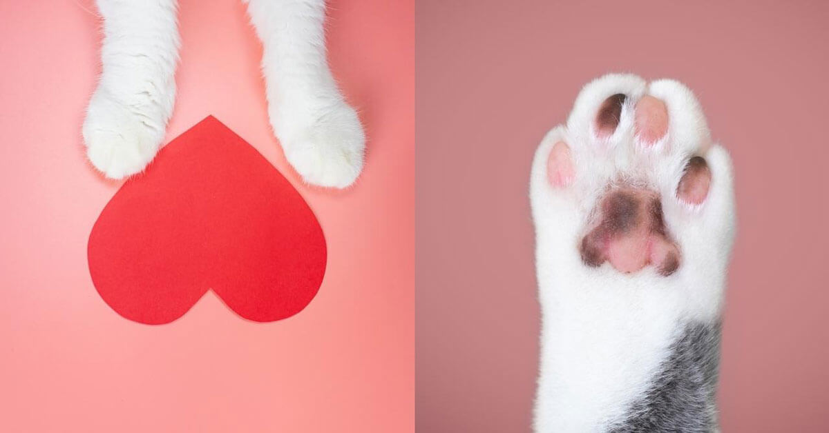 Cat Paw Anatomy Explained