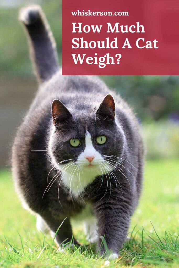 How Much Should A Cat Weigh Pin