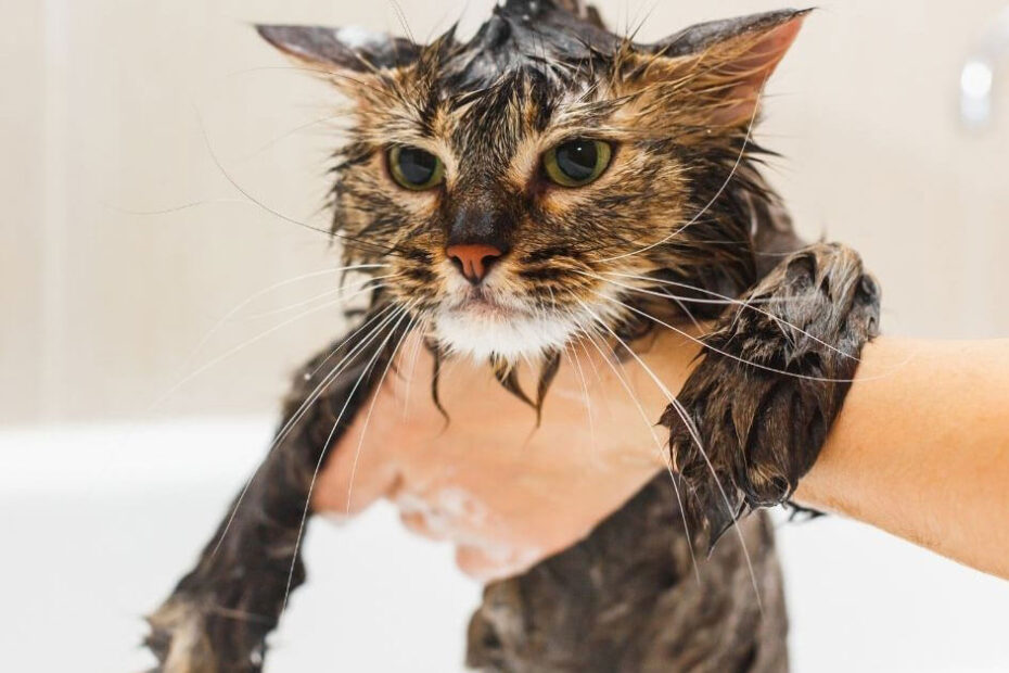 How To Bathe A Cat