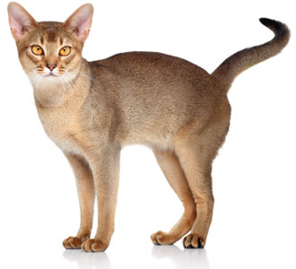 Abyssinian Overview