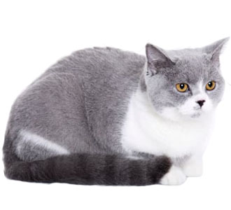 British Shorthair Overview