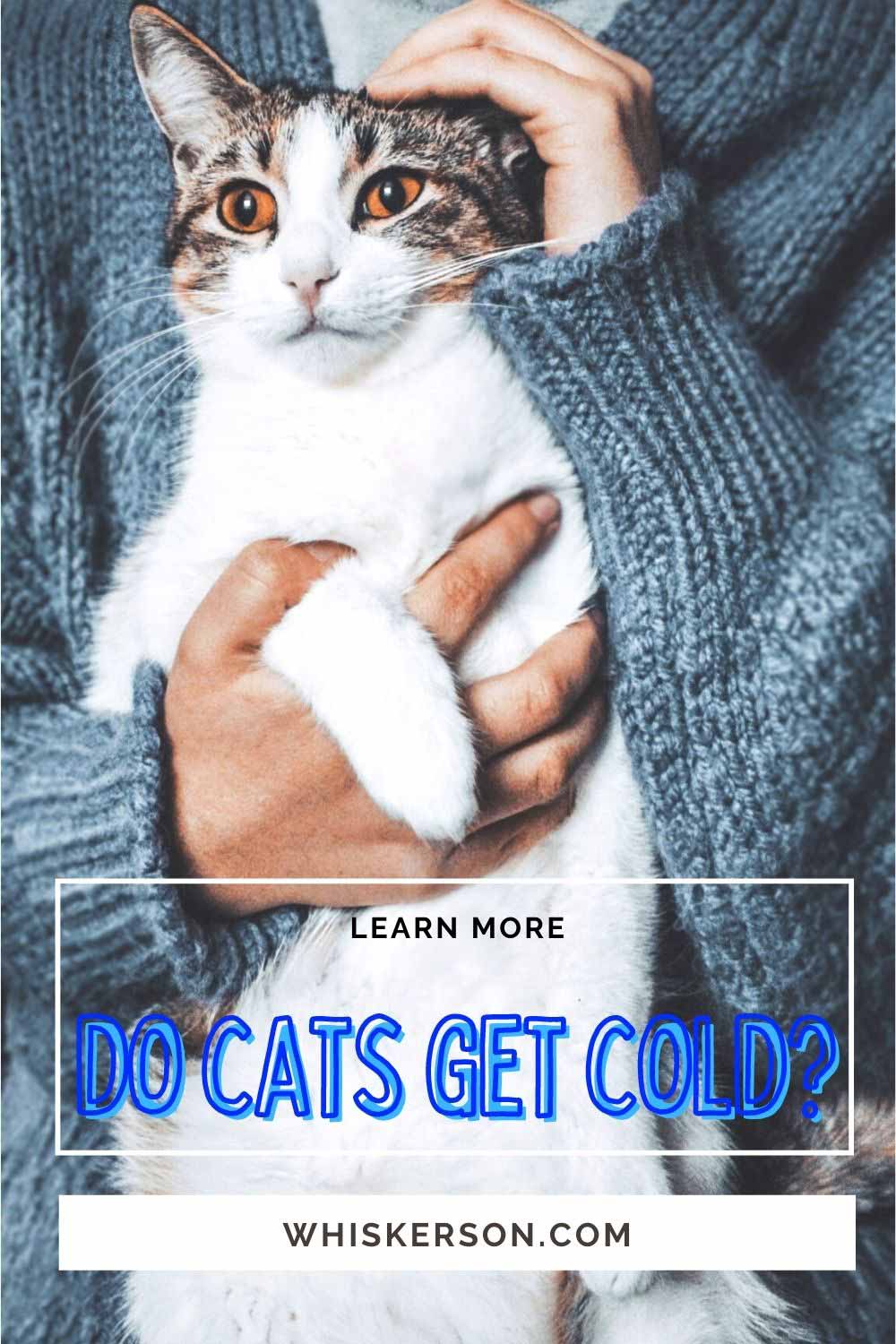 Do Cats Get Cold? Cat Blog For Cat Parents