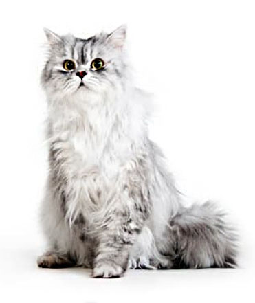 Persian cat breed