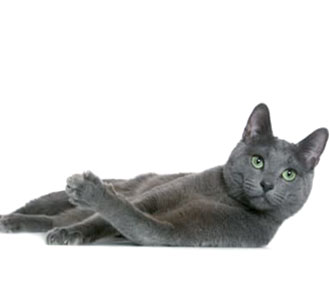 Russian Blue Overview