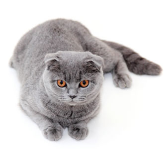 Scottish Fold Overview